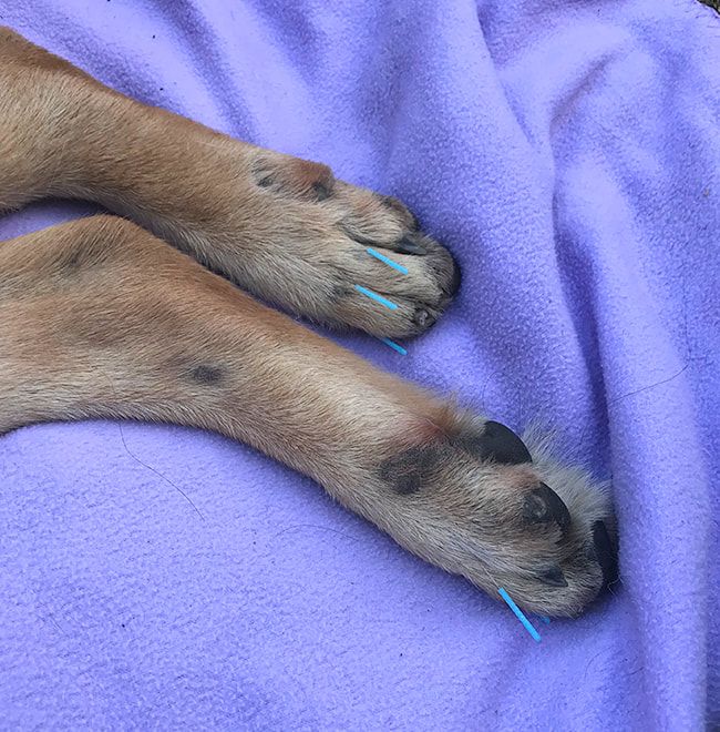 Saving Grace Animal Medical Center - acupuncture