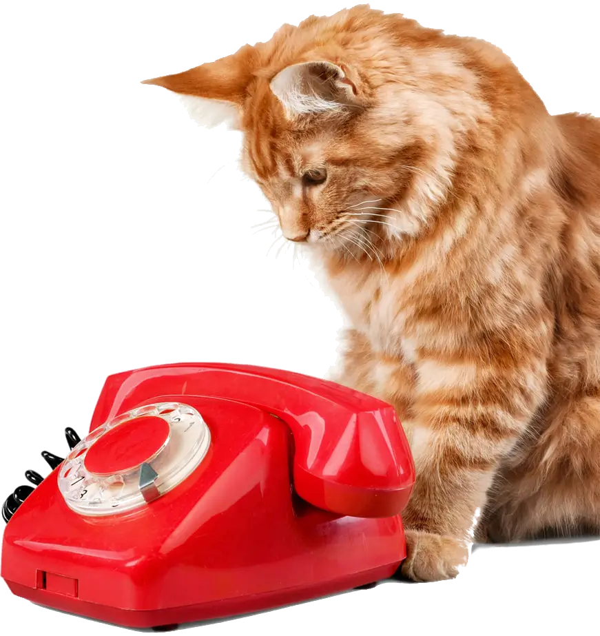 A ginger cat beside a red rotary telephone