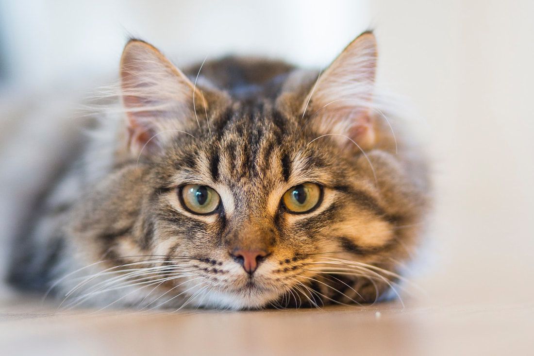 A tabby cat patient of Saving Grace Animal Medical Center