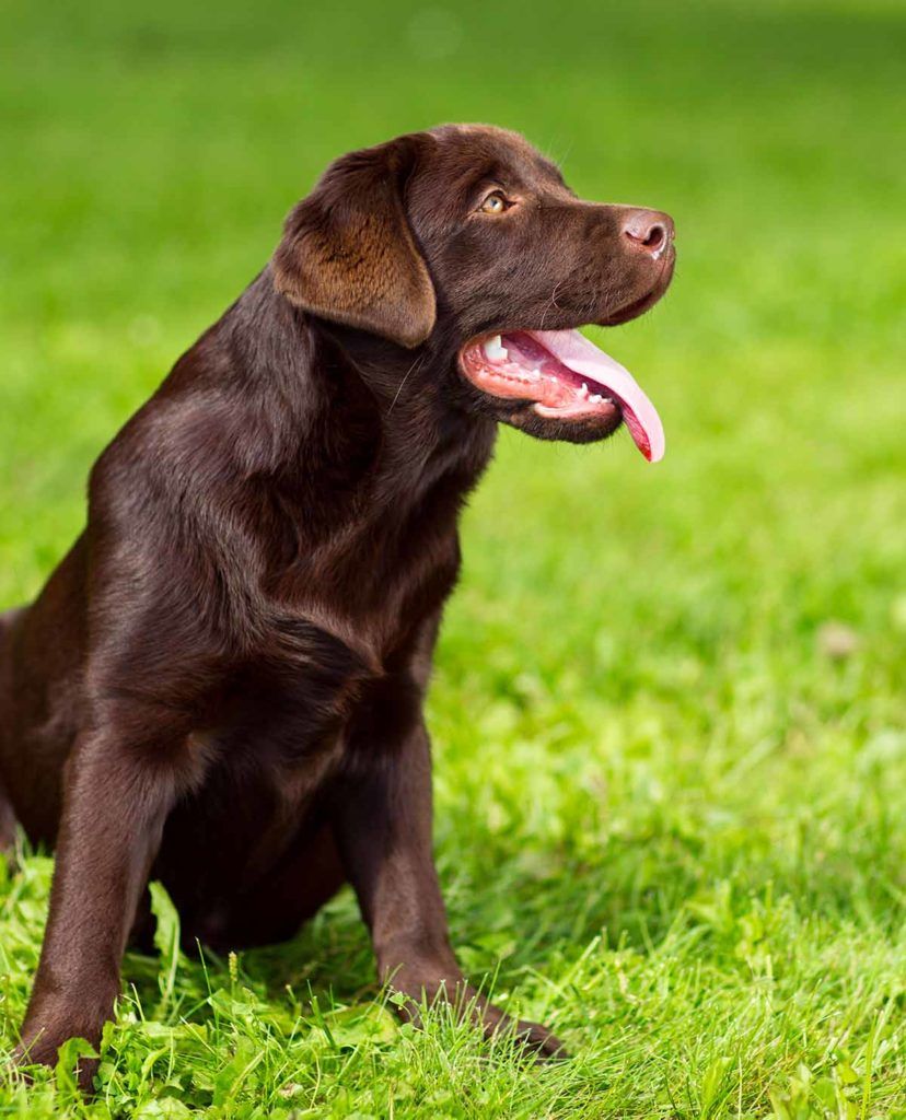 Mental stimulation and enrichment for pets
