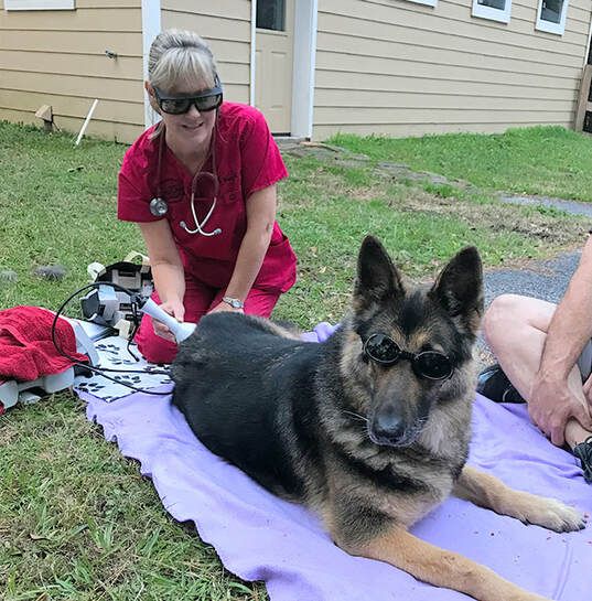 Saving Grace Animal Medical Center - laser therapy