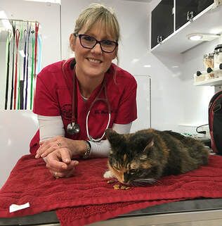 Saving Grace Animal Medical Center - radiology